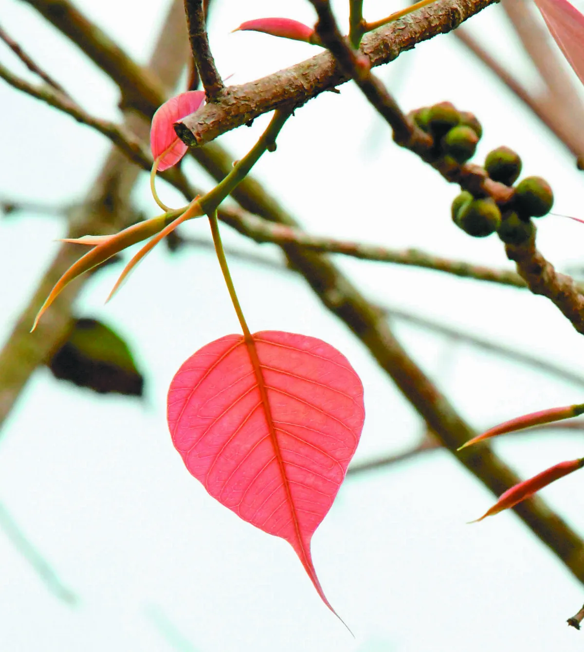 隨堂開示錄─教育講習 52  人間佛教實踐的理念 14-7