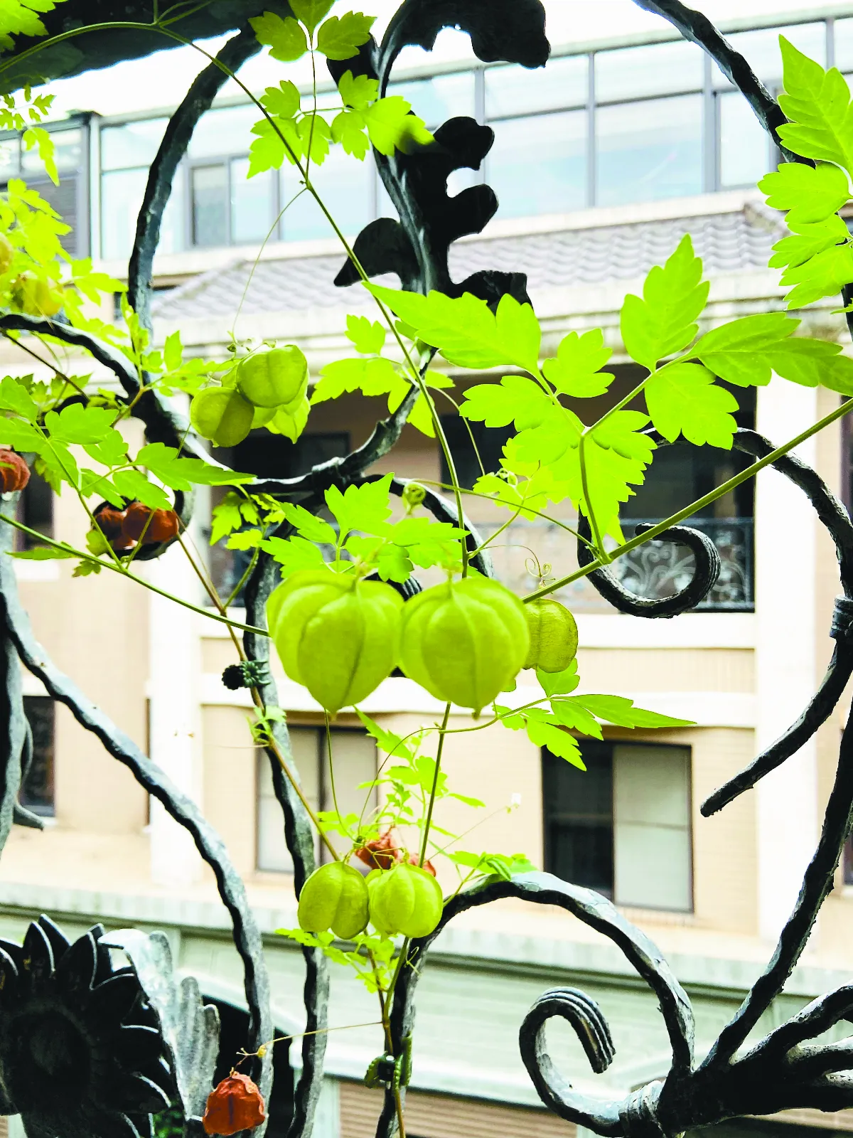 【我的心園】 蜿蜒沉潛   無聲倒地鈴