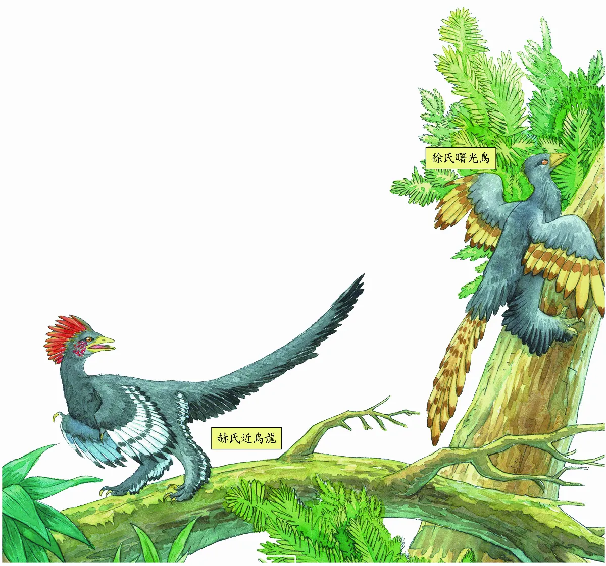 恐龍是鳥類祖先？