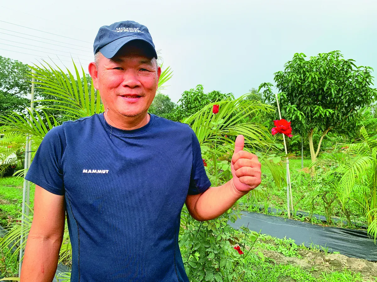 堅持有機栽種玫瑰  楊添得用生命呵護