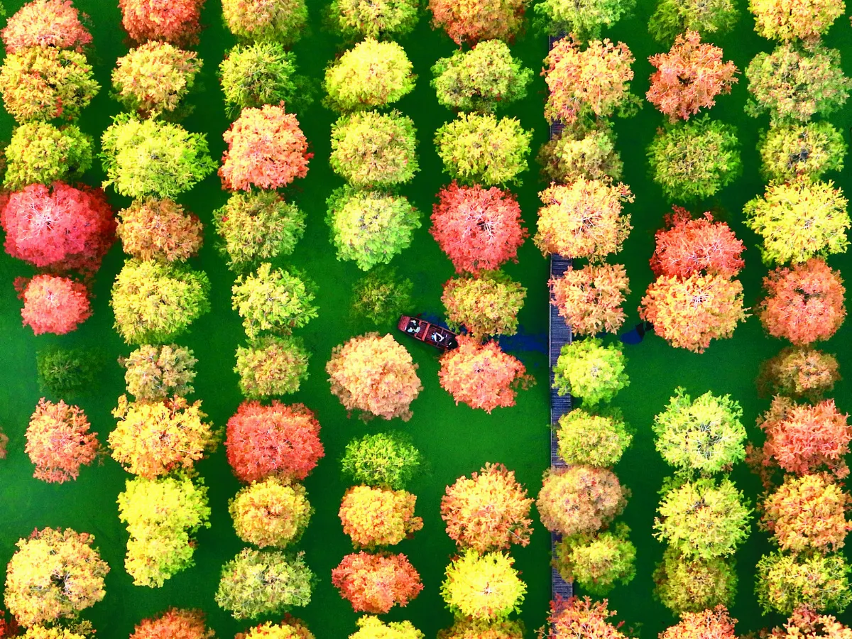 美哉「水上森林」