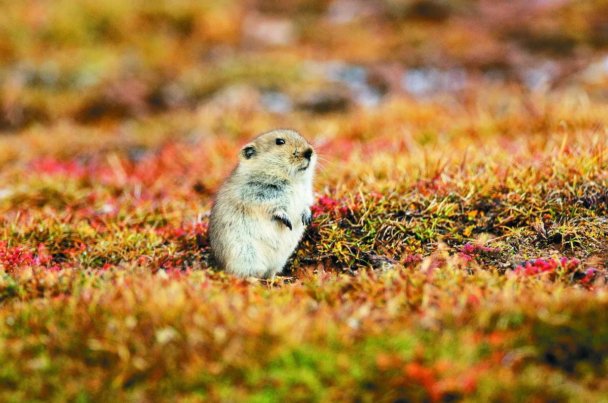 野生動物攝影師 裴竟德 用光影和生命 講述生態保護故事