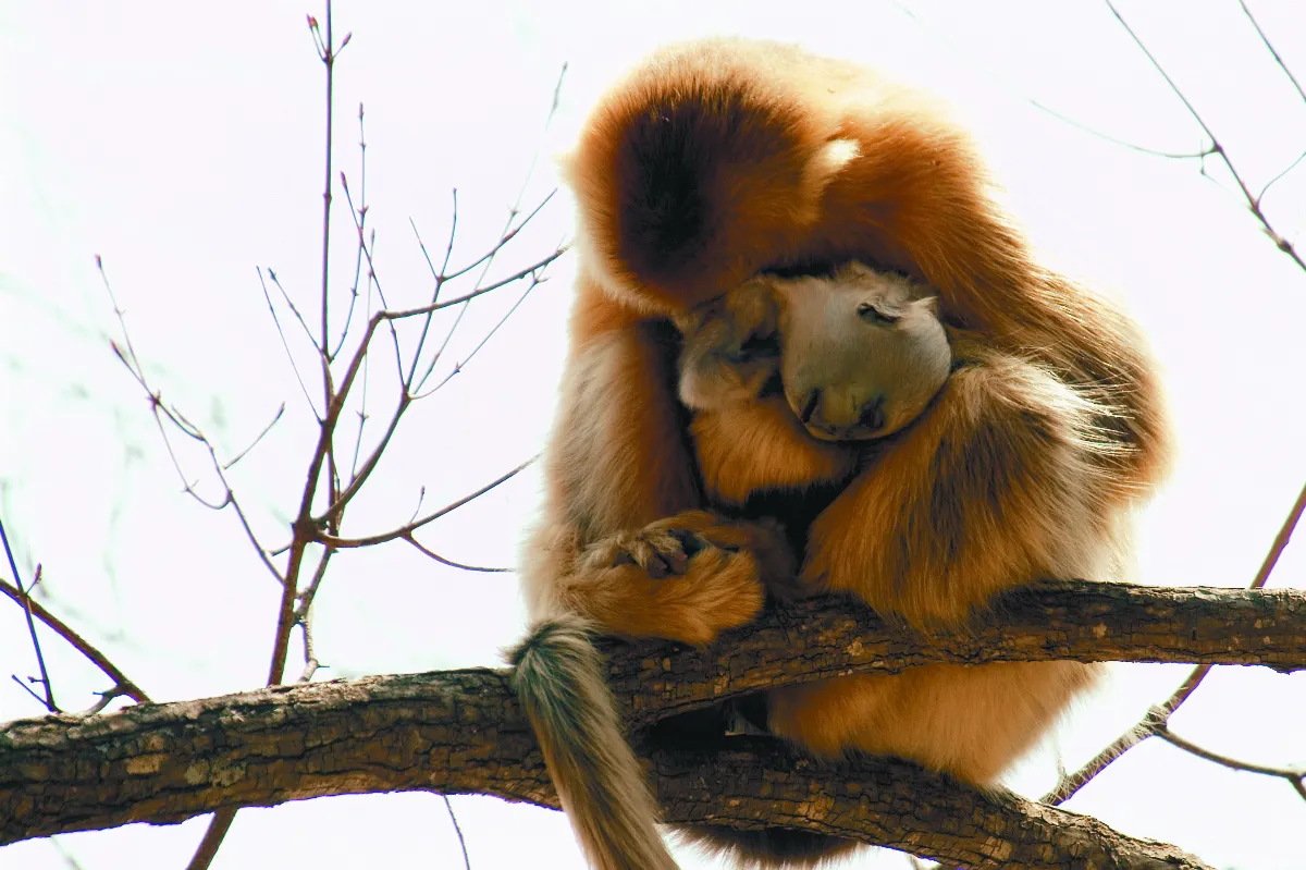 野生動物攝影師 裴竟德 用光影和生命 講述生態保護故事