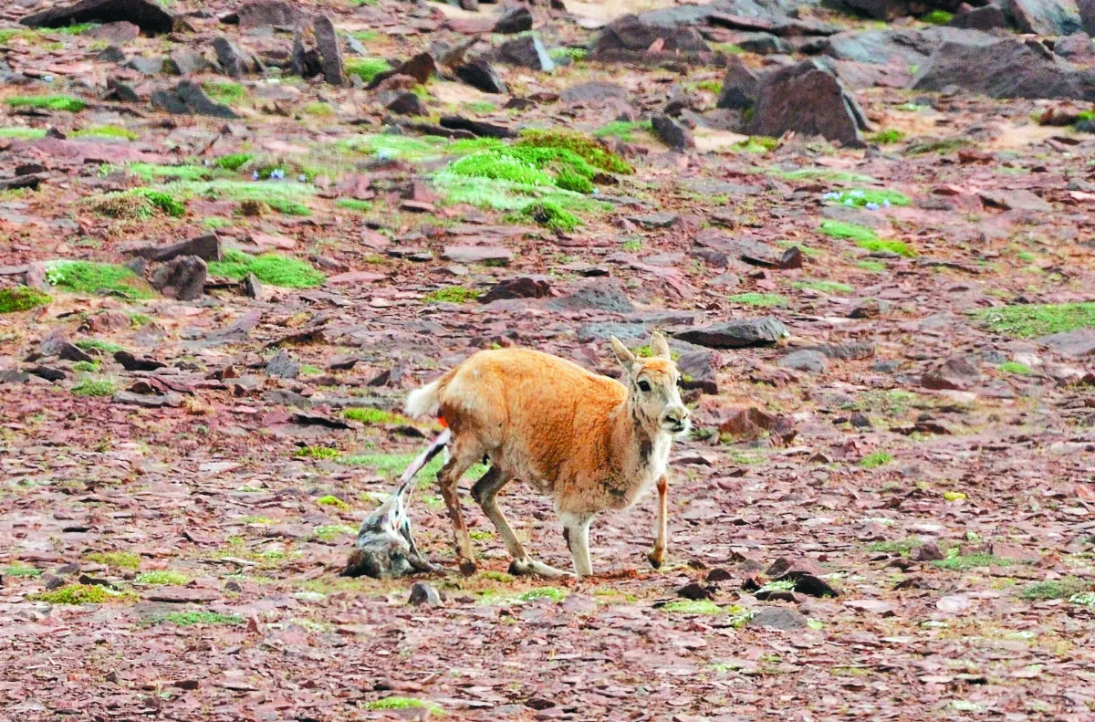 野生動物攝影師 裴竟德 用光影和生命 講述生態保護故事