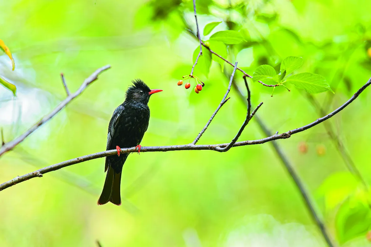 【生態攝影】山、鳥與我們  2022深秋．大雪山