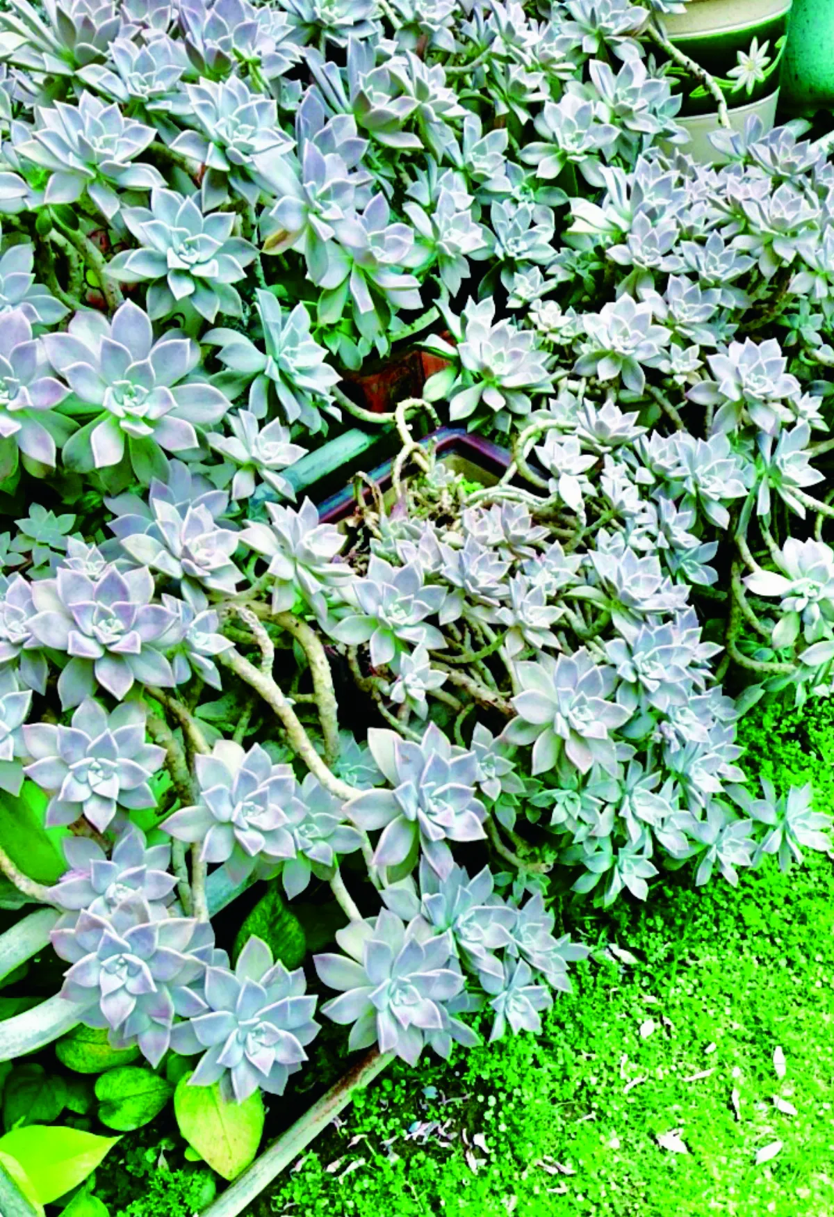 【時光重逢】心中烹茗