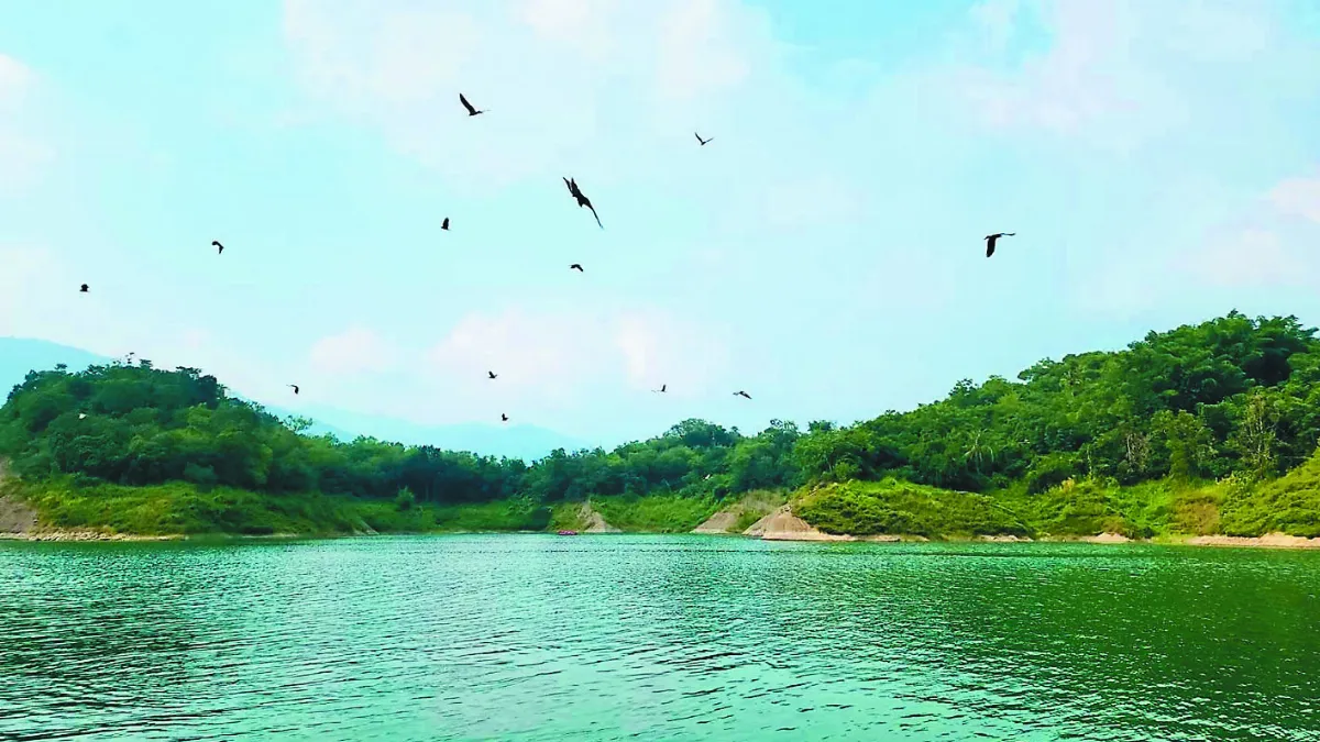 曾文水庫賞黑鳶