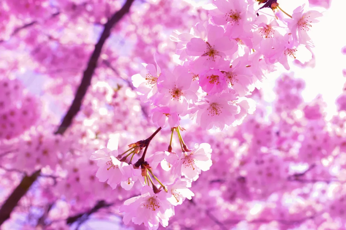 再見 生命中的一樹花開