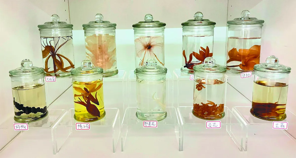 佛館「佛教植物教育展」   佛教植物網已上線囉