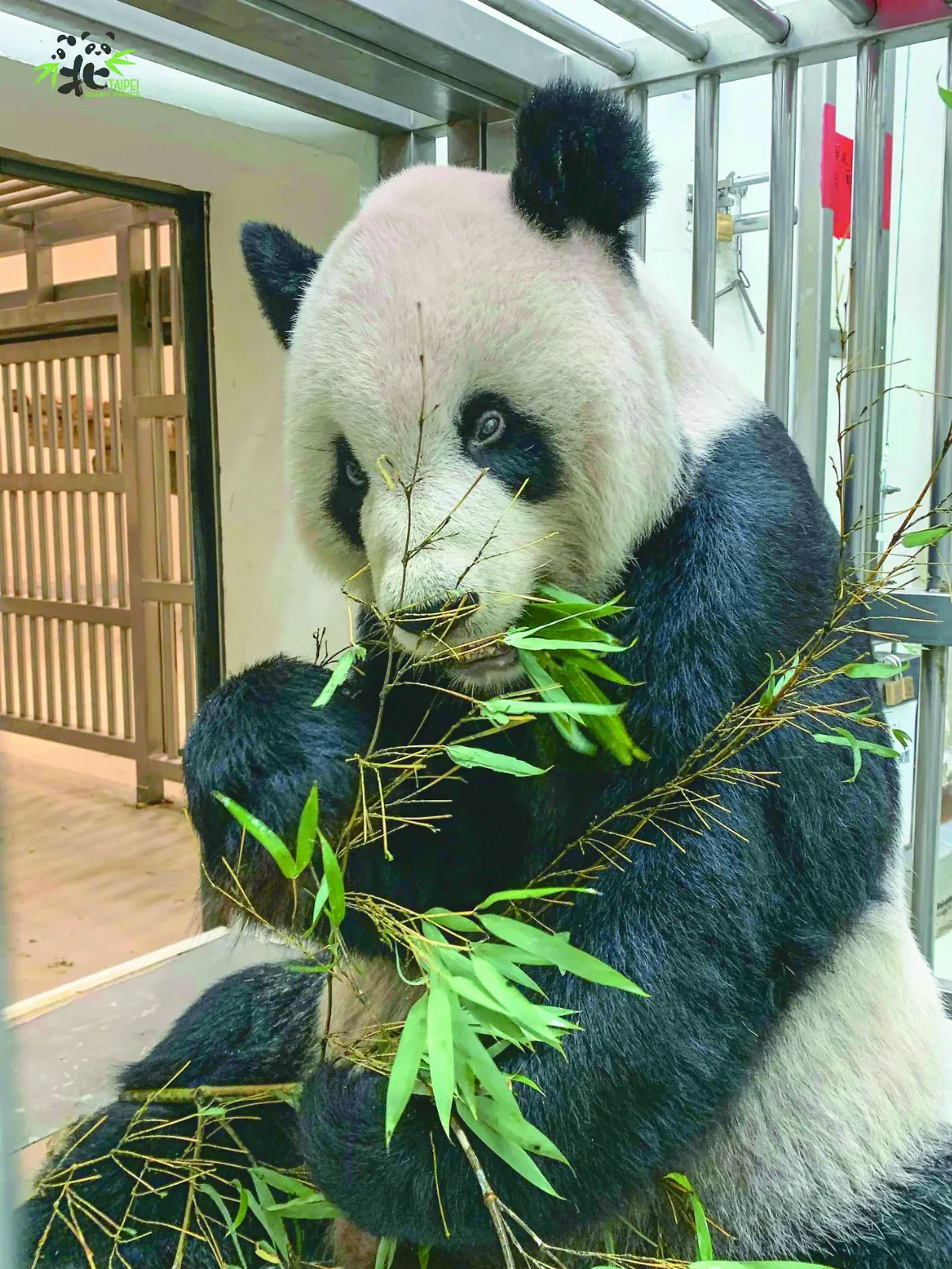大貓熊團團 沉睡中過世