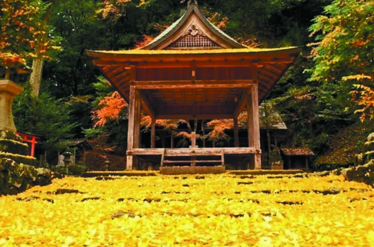 京都銀杏名所