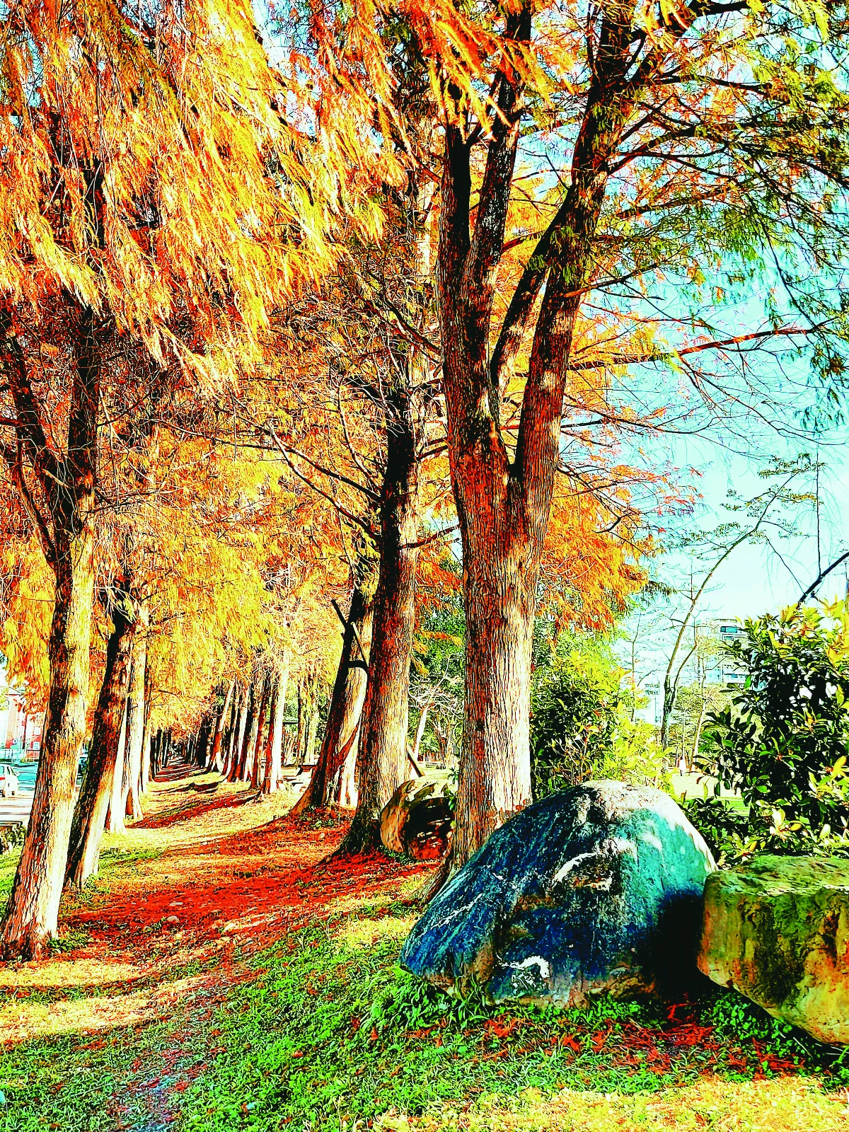 【紀實攝影】一水一松一世界