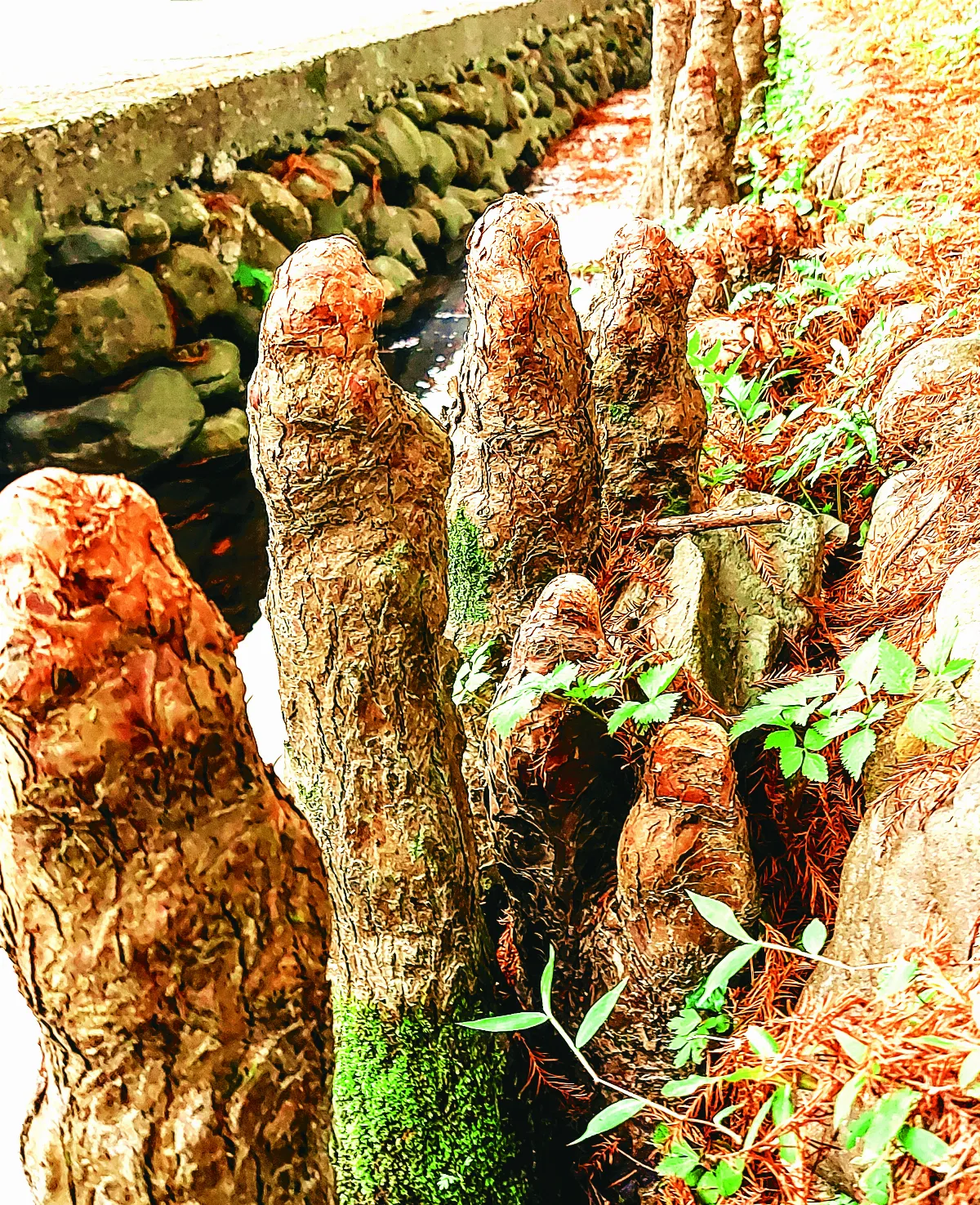 【紀實攝影】一水一松一世界