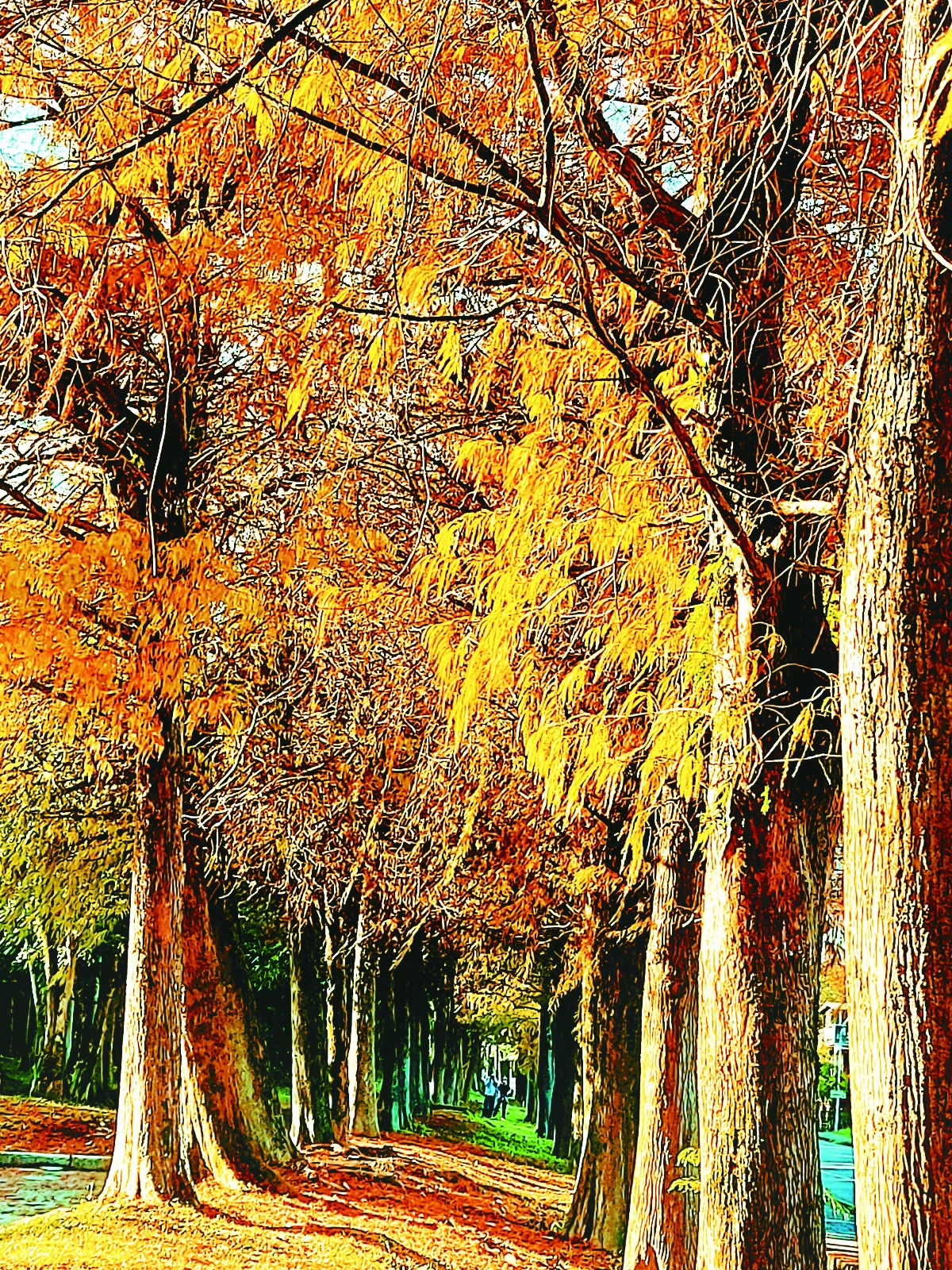 【紀實攝影】一水一松一世界