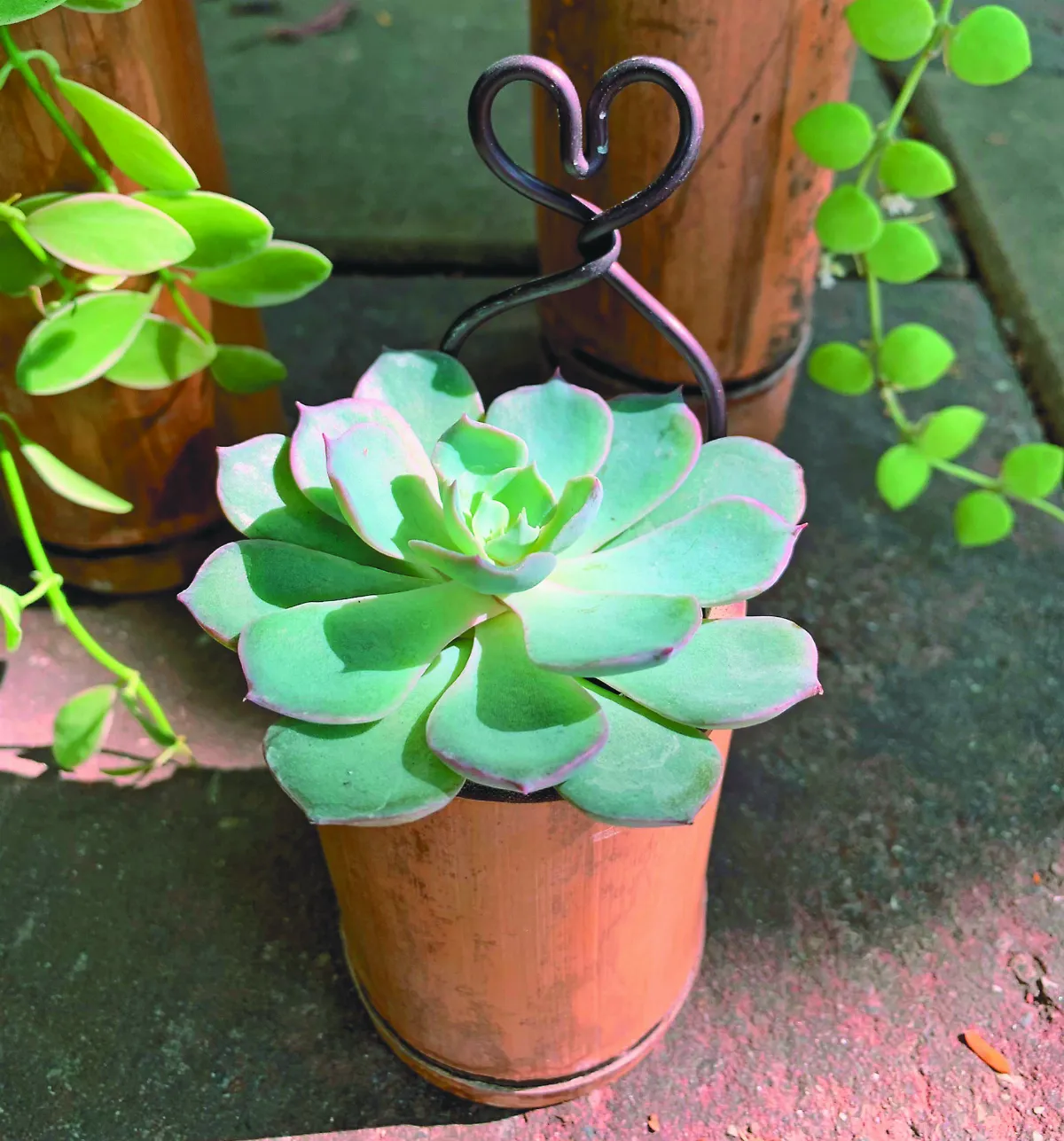 【學習小綠地】竹盆器與綠植栽 推廣學習