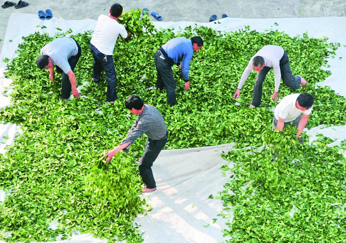 中國傳統製茶技藝 申遺成功