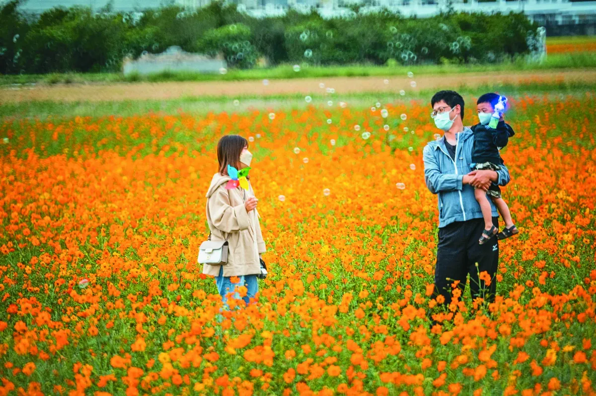花海生活節  黃波斯菊迎賓