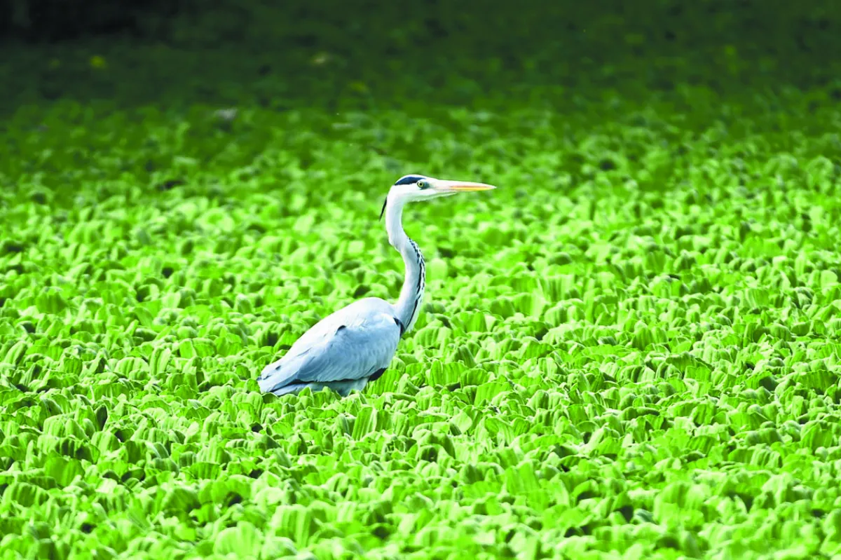 太平溪溼地  冬候鳥報到