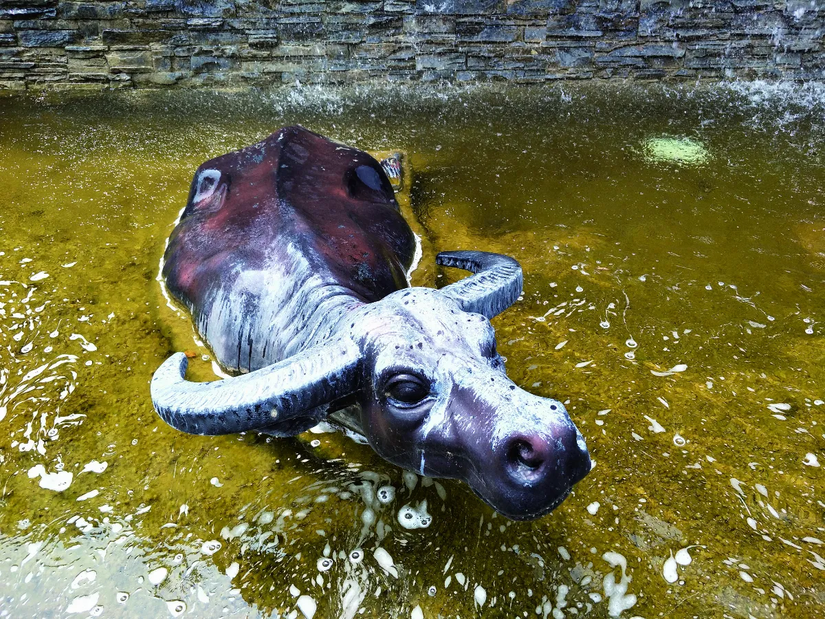 【生活快門】水牛愛泡澡