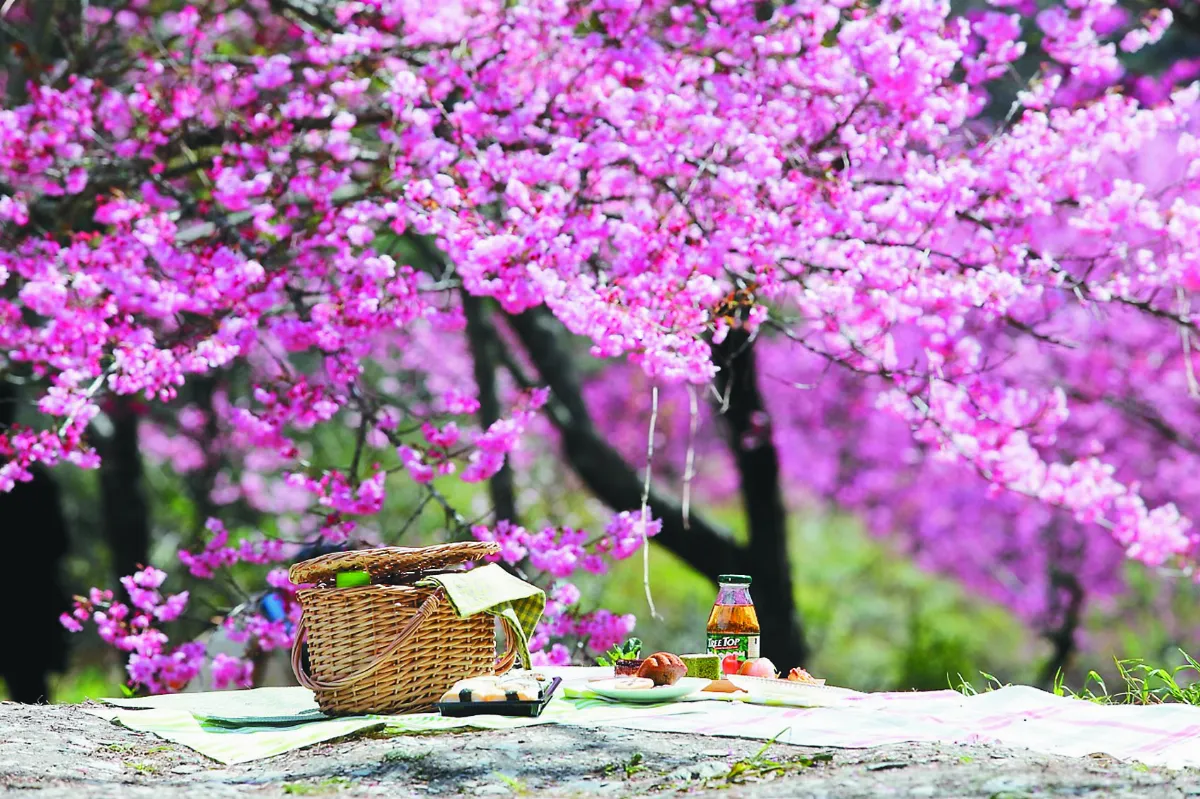武陵賞櫻 推出樹下野餐