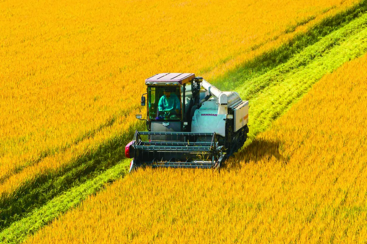 通膨降溫 全球糧價下探今年新低