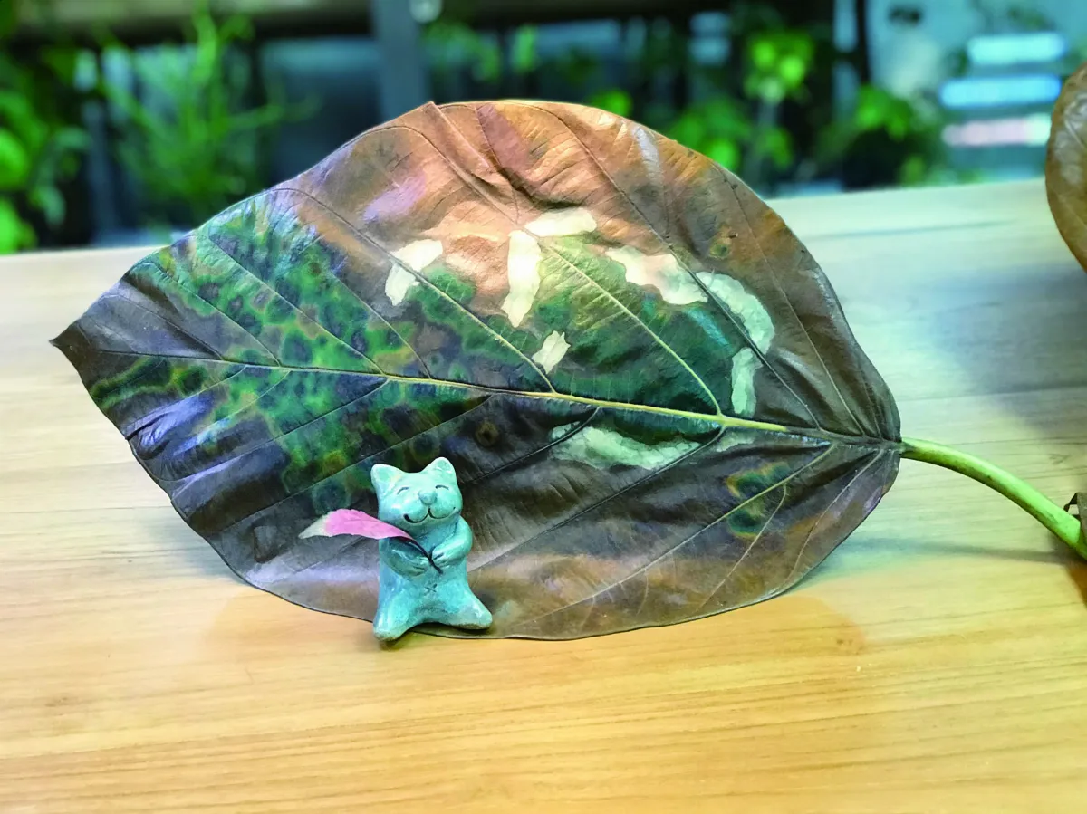 【展讀自然】麵包樹