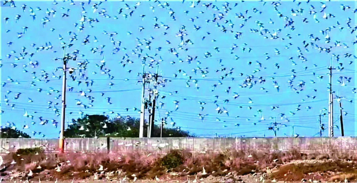 黑腹濱鷸 劃過長空