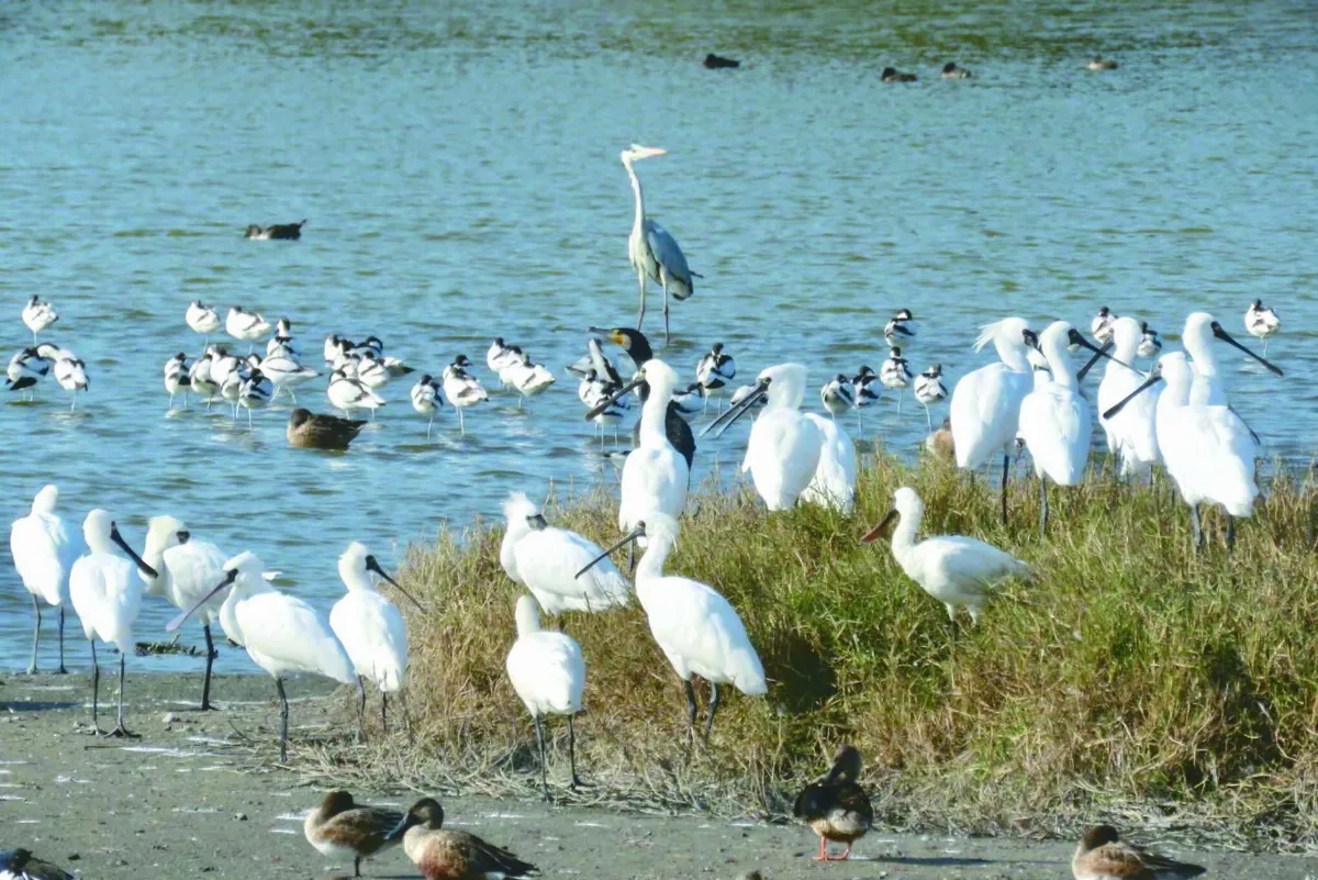 鰲鼓野鳥天堂   看見自然律動