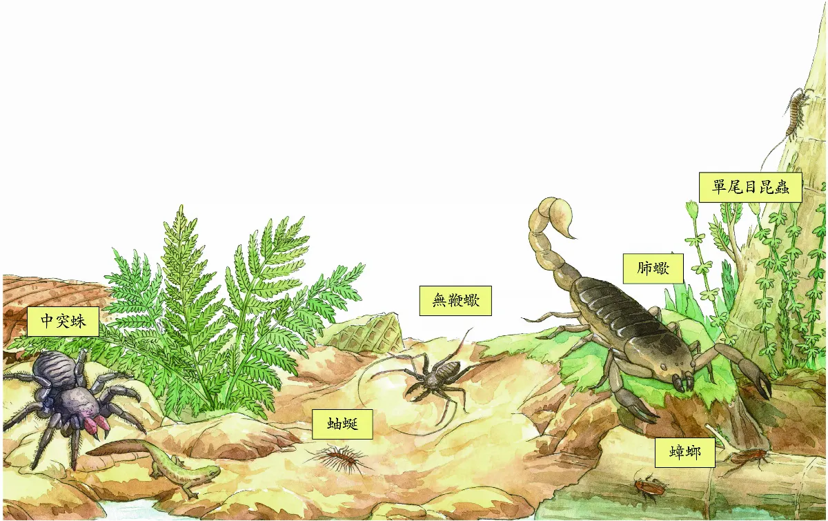 石炭紀 巨蟲天下