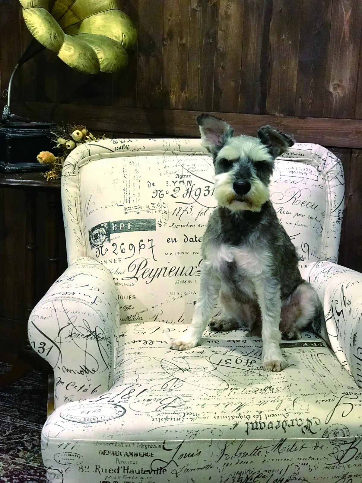 【時光重逢】我抱你散步