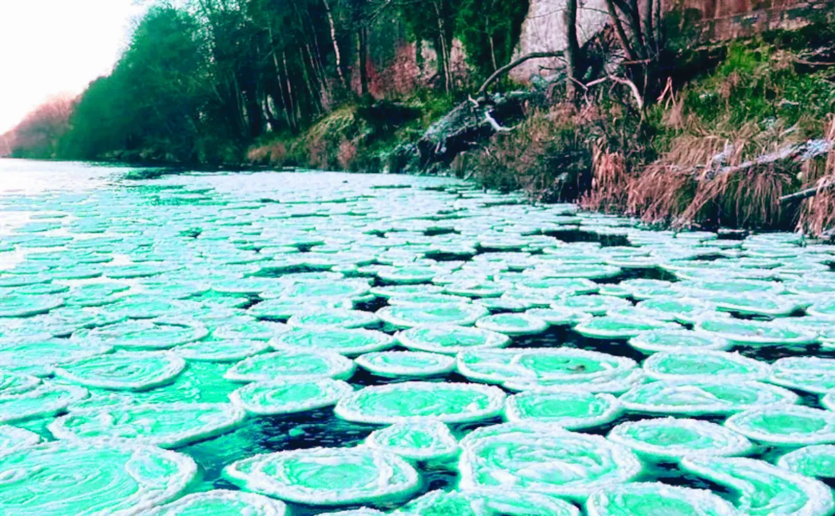 寒冬奇景 鬆餅冰與凍豆腐