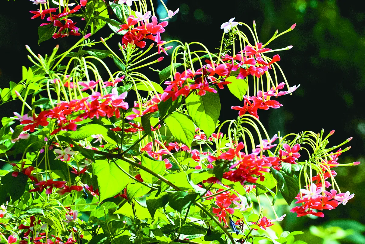 曼妙謙懷使君子