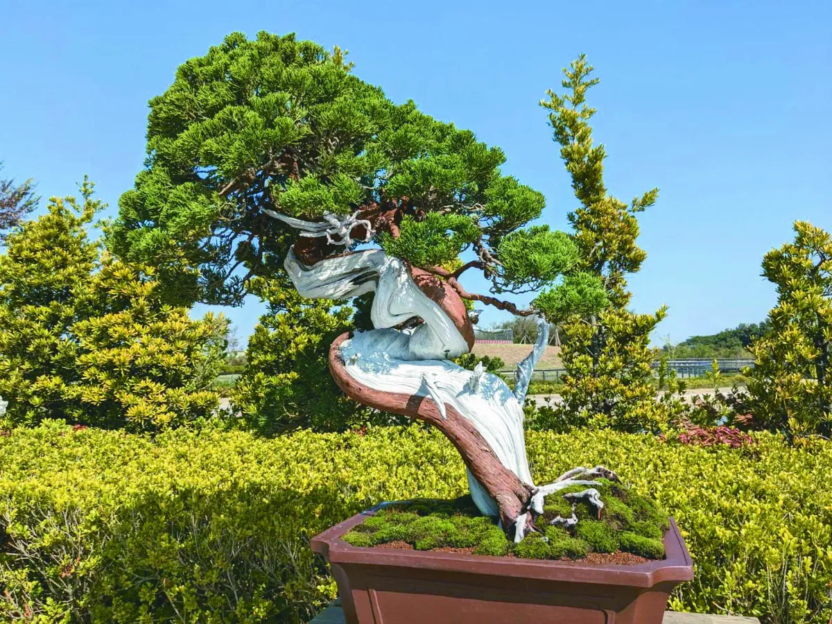 故宮南院  盆景展藝術