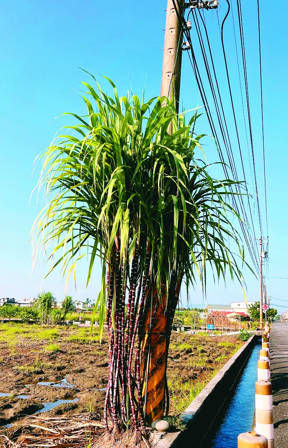 【生活快門】相依相伴