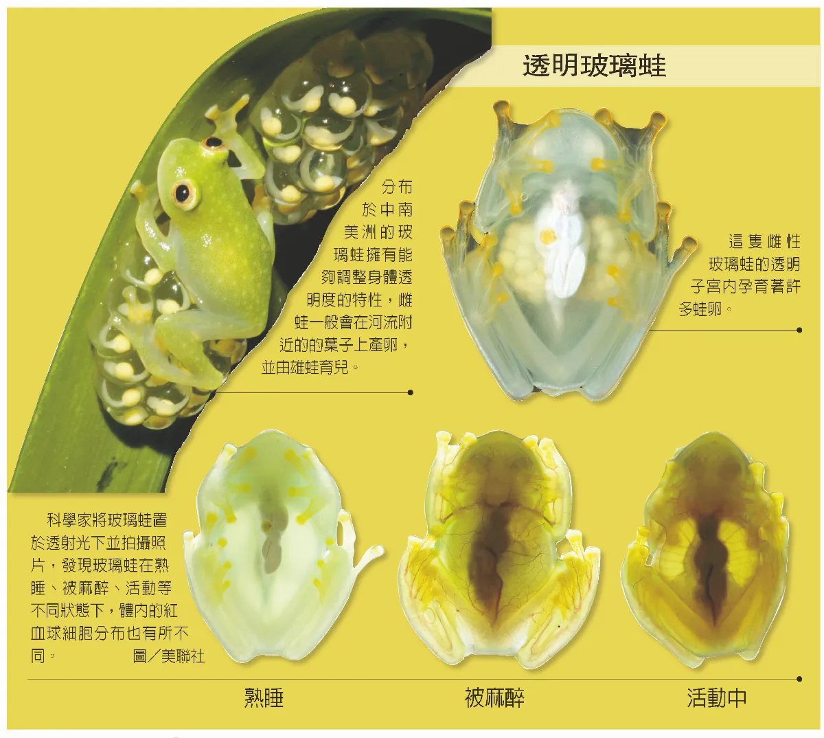 透明玻璃蛙