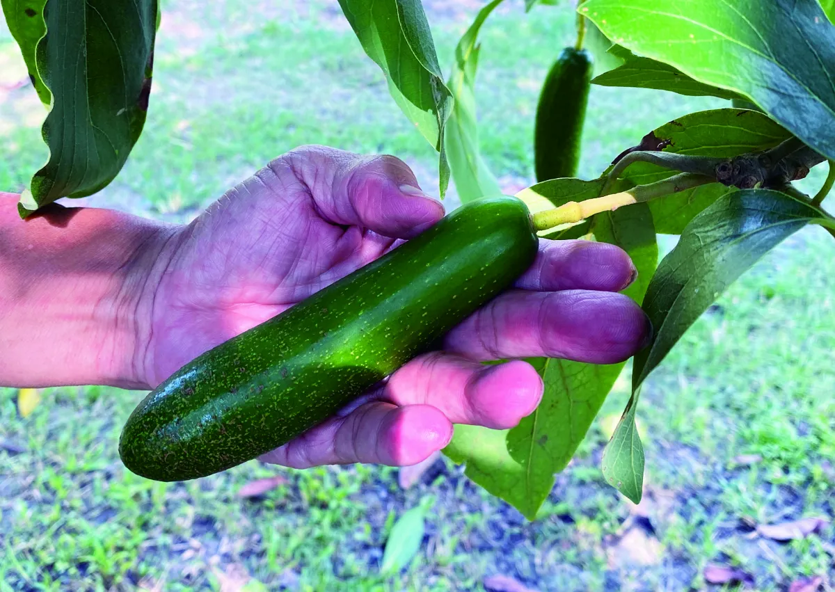 老欉故事 酪梨學堂 幸福果