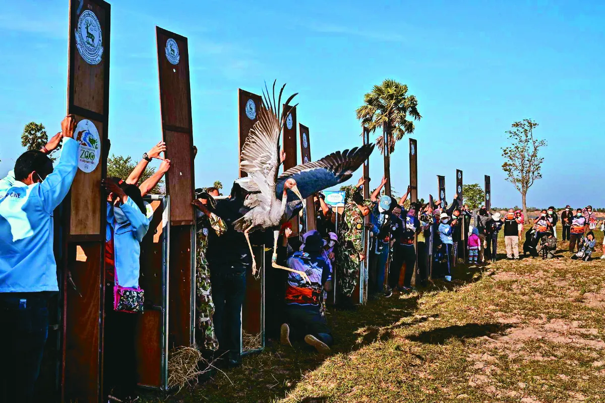 泰國野放 13隻珍稀沙魯斯鶴