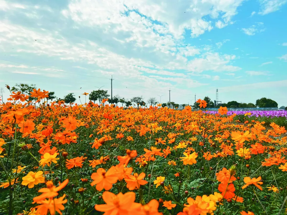 雲林波斯菊 元旦賞花趣