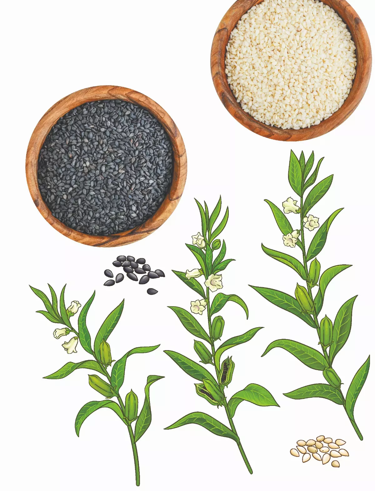 芝麻開門 黑與白 營養成分差異大