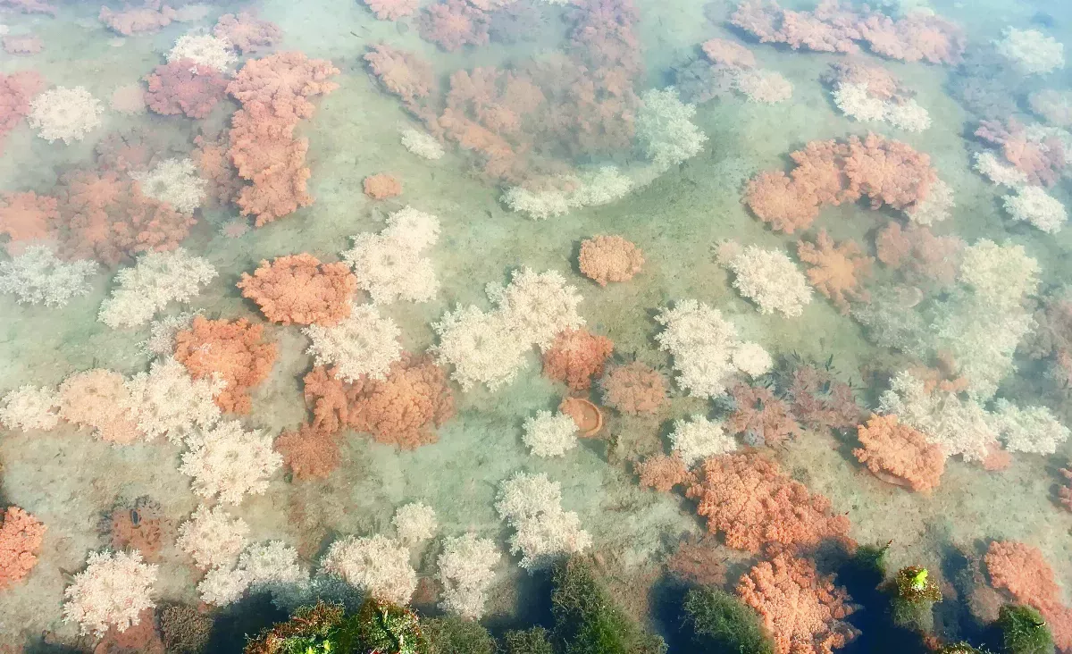 林園溼地 7萬隻水母跳曼波