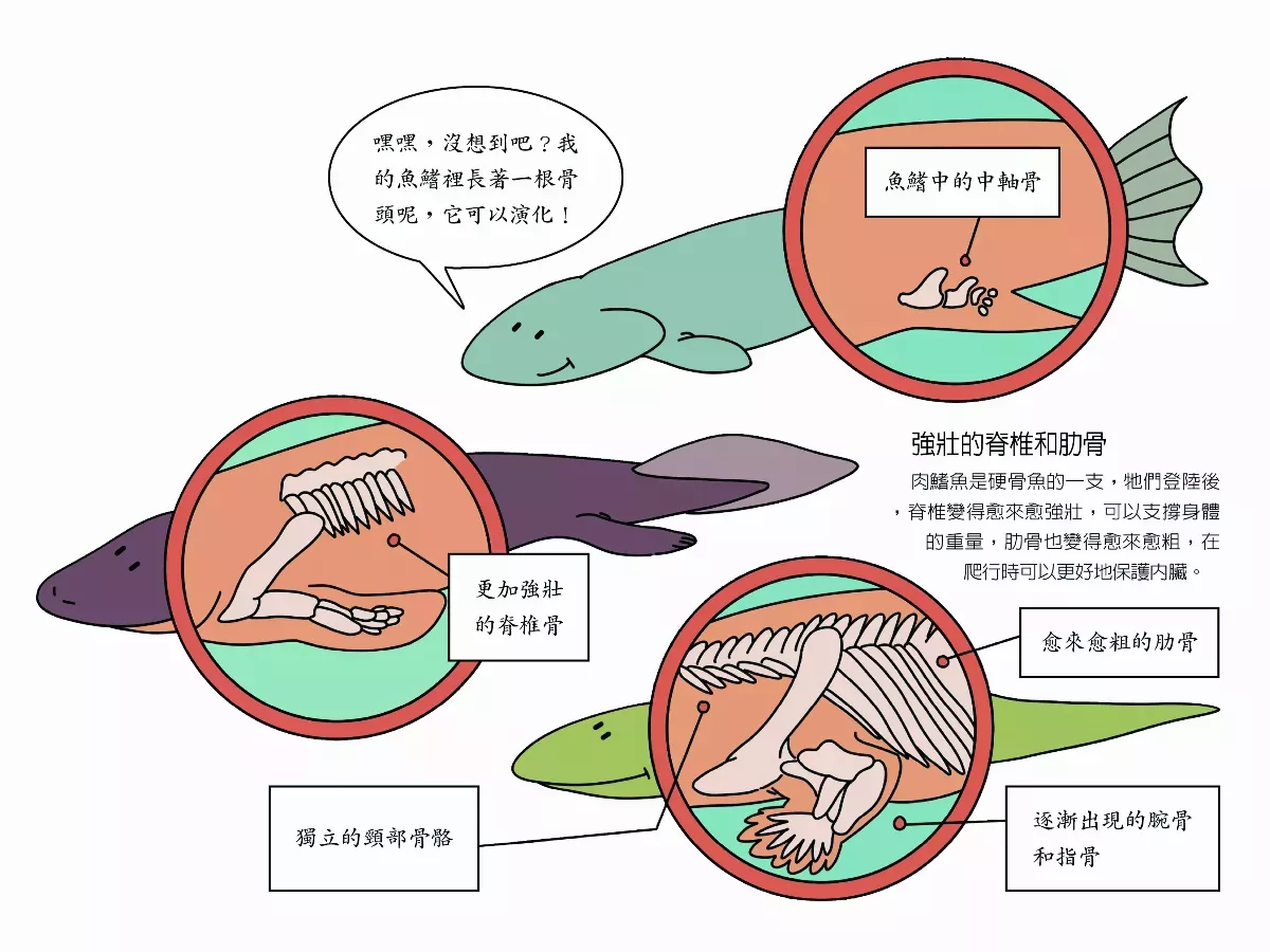 肉鰭魚的演化