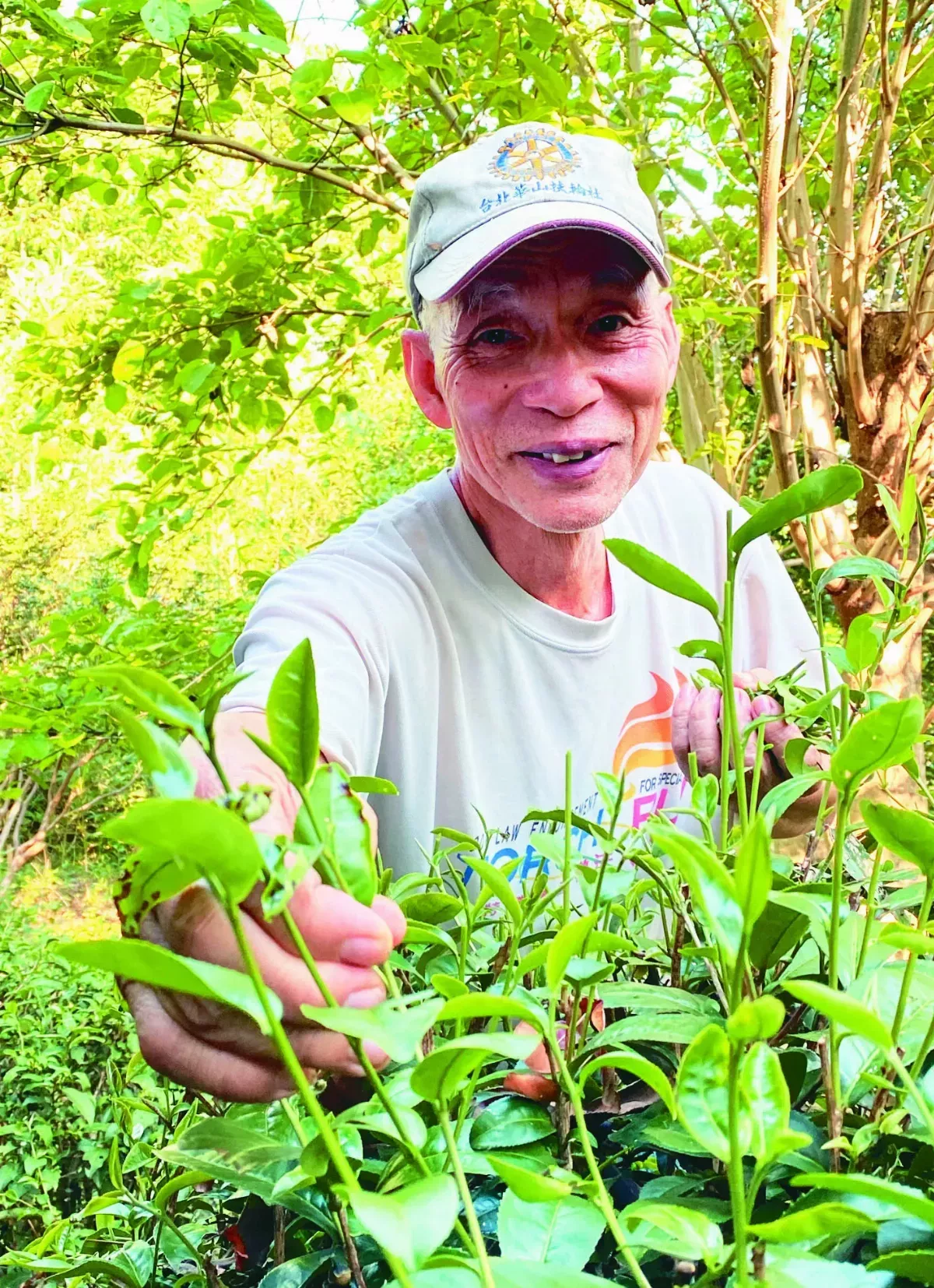 【四季茶香】台北在地農情味