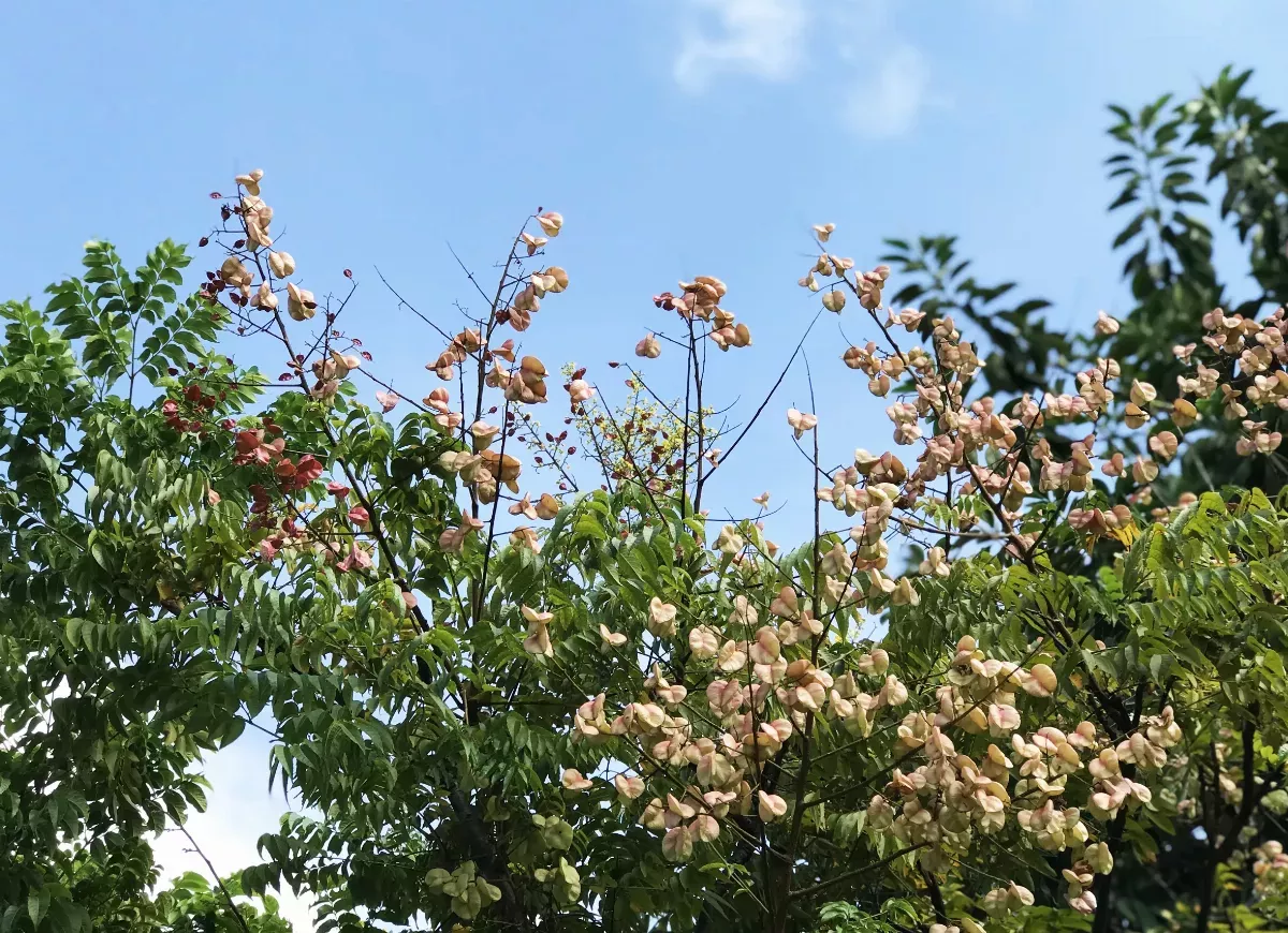 【人間風景】麻園頭溪