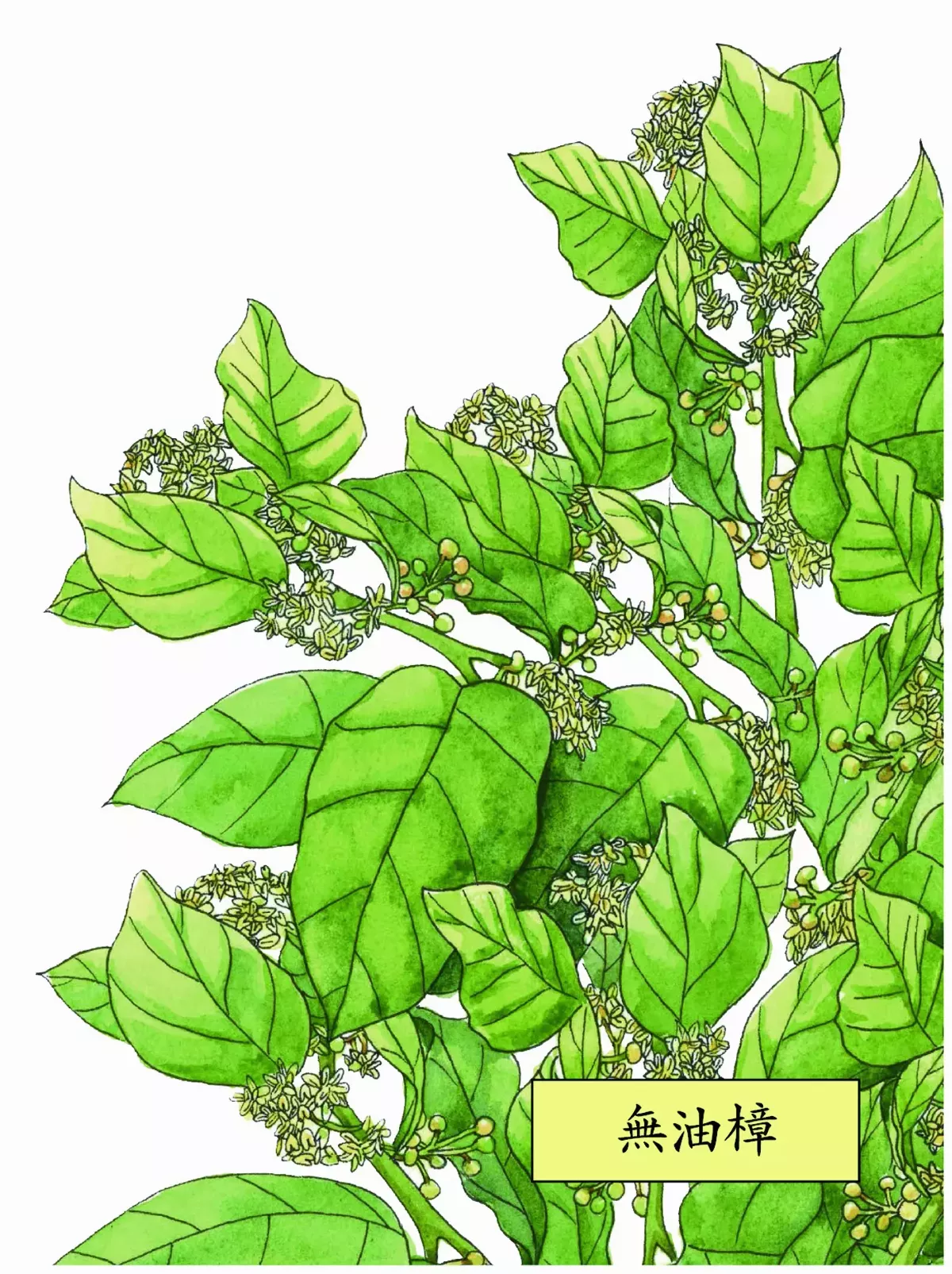 現存最原始被子植物