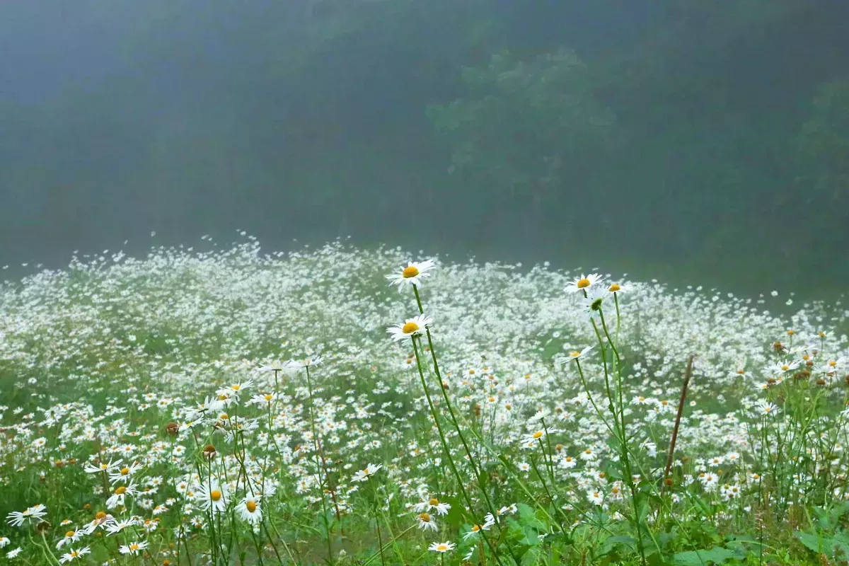 【浮世畫框】法國菊 