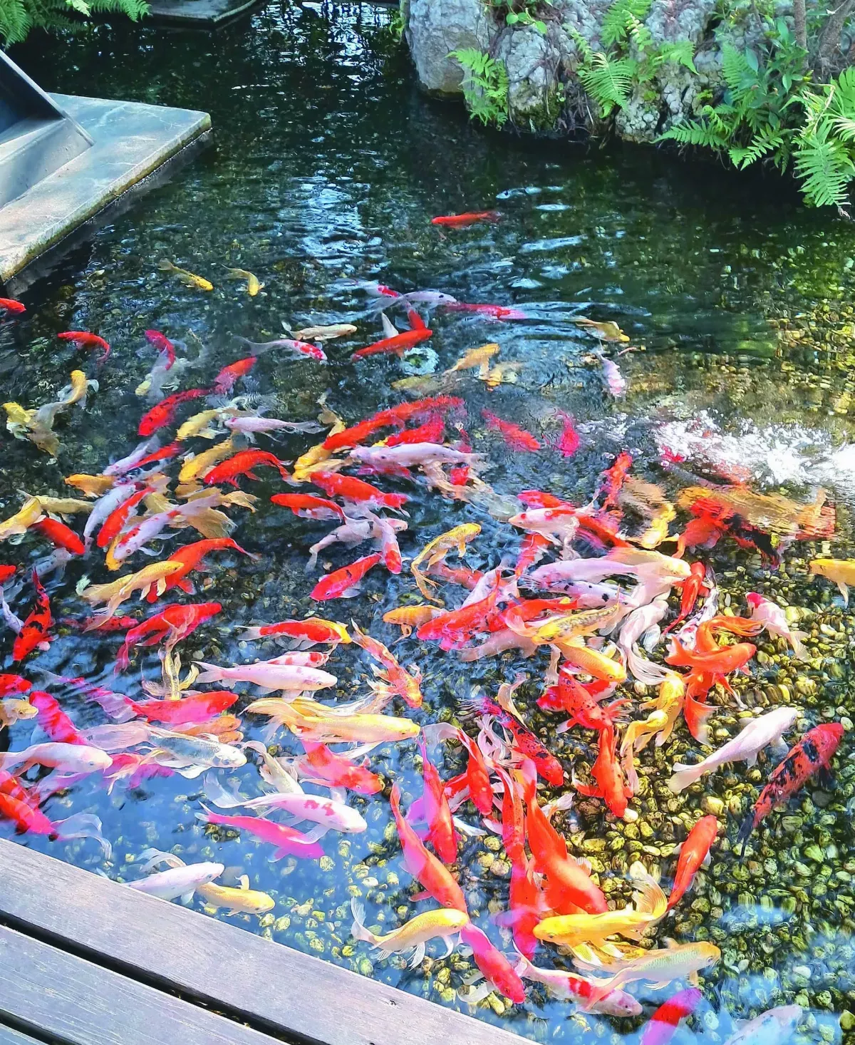 【知魚之樂】一池錦鯉