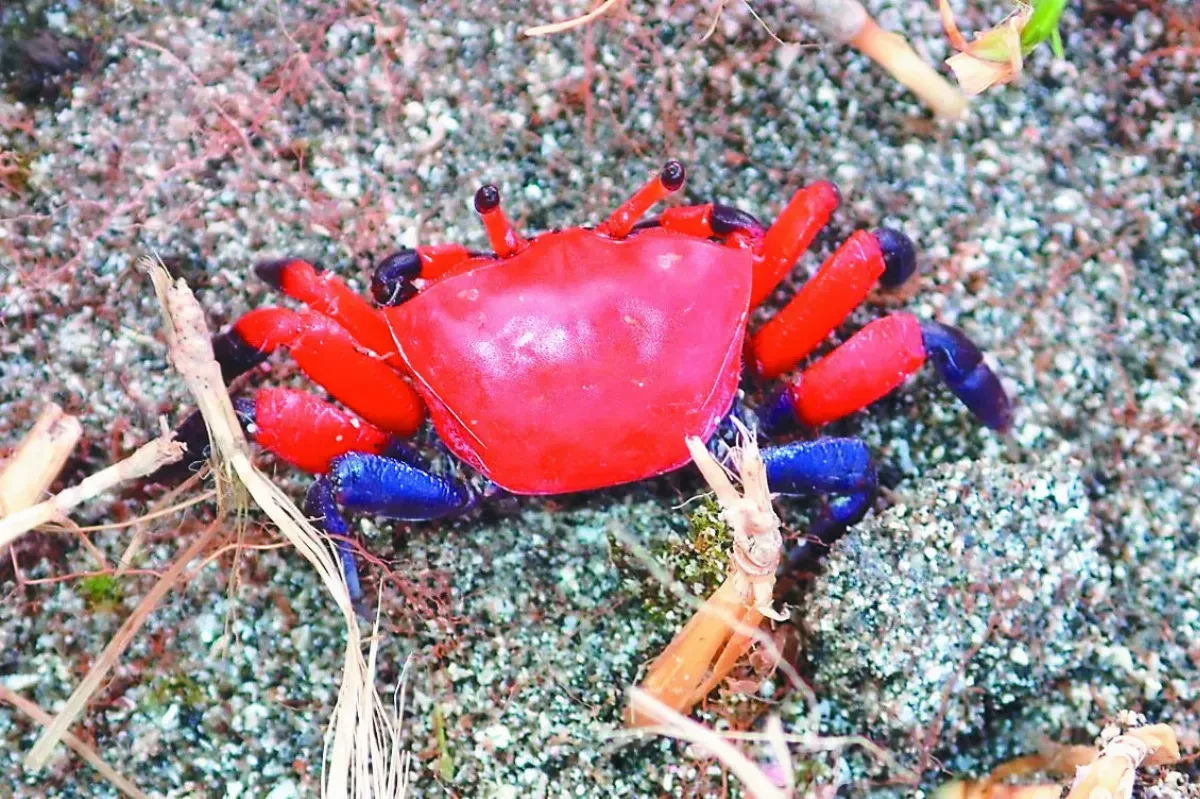 海洋底棲無脊椎動物普查 蘭嶼海域 發現32新紀錄種