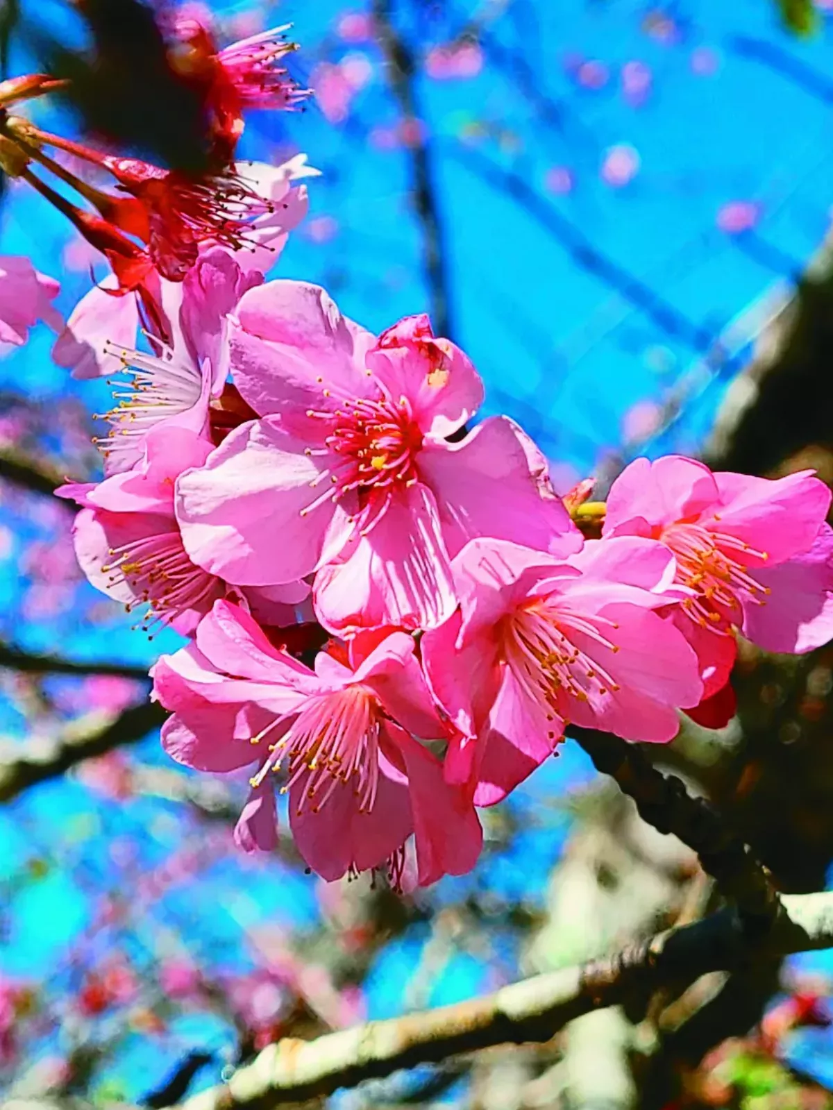 寶山櫻花季 今登場