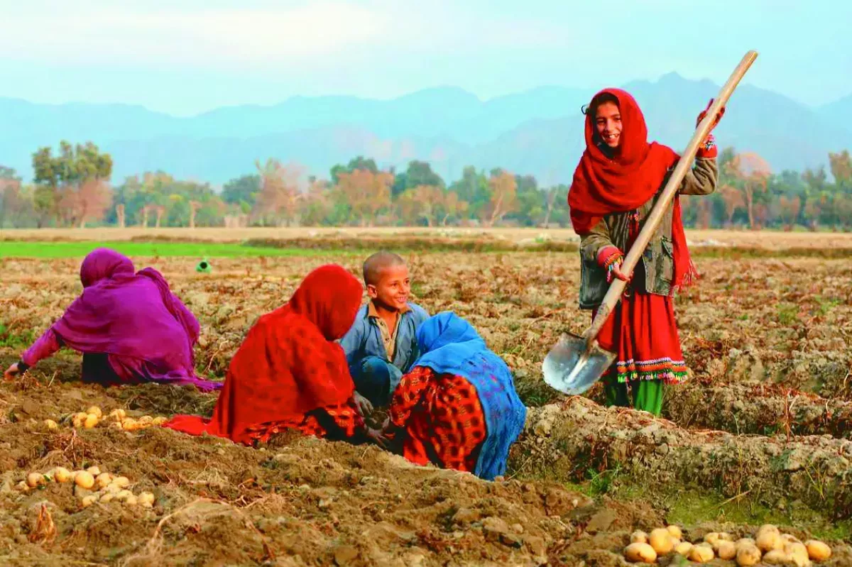 田裡的阿富汗少女