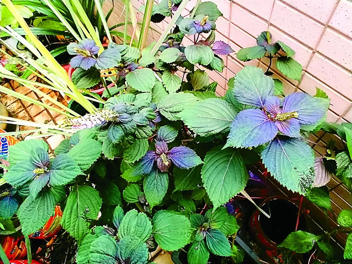 【蒔花小常識】馨香紫蘇